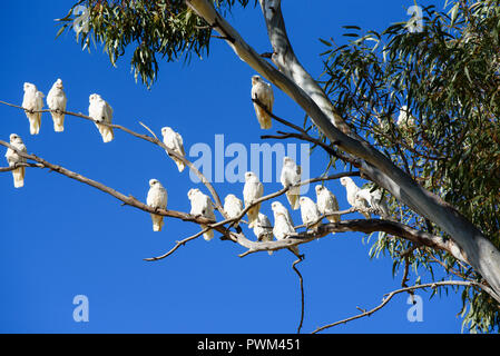 Herde der weißen Vögel, corellas, im Gum Tree mit blauer Himmel, South Australia, Australien Stockfoto