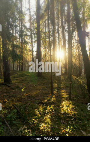 Nadelwald Gegenlicht der Sonne an einem nebligen Herbsttag in der Tucheler Heide in Polen, in Europa. Stockfoto