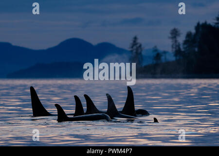 Nördlichen Bewohner Schwertwale (Orcinus orca) A24 und A36 ist in einem engen ruhenden Linie um Donegal Kopf, westlich von Blackfish Sound off Vancouver Isla Stockfoto