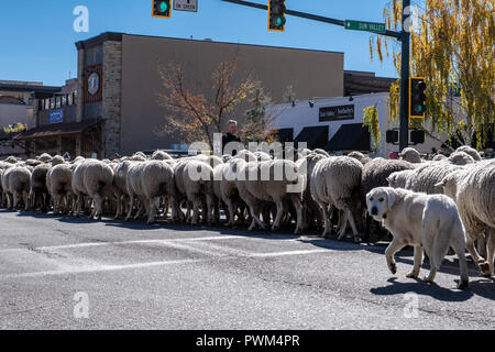 Priester segnet Schafe auf der Main Street in Ketchum, Idaho für die Hinterkante der Schafe Festival Stockfoto