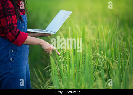 Bauer Frau reis plantage Kontrolle der Qualität. Konzept des smart Landwirtschaft und moderner Technologie. Stockfoto