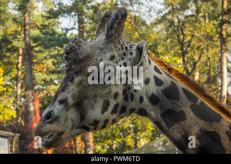 Ein verschlafenes Giraffe im Zoo Riga im Herbst ist das Kauen auf etwas Stockfoto