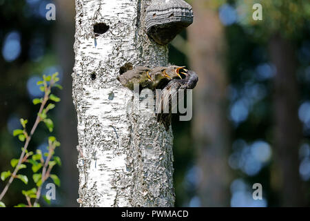 Bei der Fütterung Stare (Sturnus vulgaris) Stockfoto