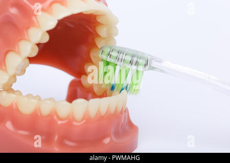 Zahn Bürste und kieferorthopädische Modell in der Zahnheilkunde zu Demonstrations- und Schulungszwecken verwendet werden. Zähne putzen mit der Zahnbürste. Stockfoto
