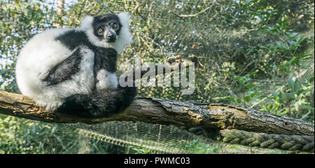 Schöne vari Schwarz und Weiß lemur Affen sitzen auf dem Baum auf einen Ast in die Kamera sehr niedlich Primas Tier portrait suchen Stockfoto