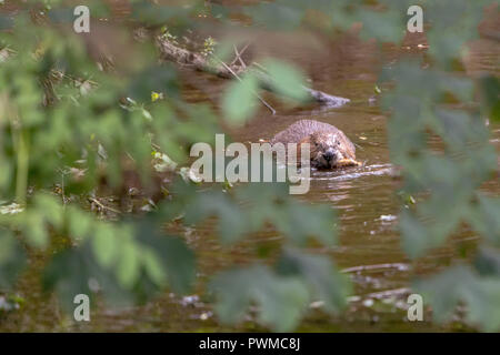 Eurasischen Biber (Castor Fiber) Schwimmen im Fluss Ericht, in der Nähe von Blairgowrie, Schottland, Großbritannien. Stockfoto