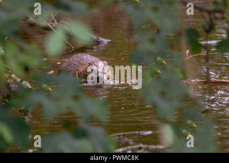 Eurasischen Biber (Castor Fiber) Schwimmen im Fluss Ericht, in der Nähe von Blairgowrie, Schottland, Großbritannien. Stockfoto