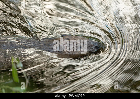 Eurasischen Biber (Castor Fiber) Schwimmen im Fluss Ericht, in der Nähe von Blairgowrie, Schottland, Großbritannien. Stockfoto