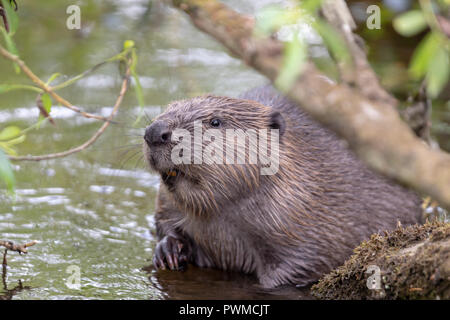 Eurasischen Biber (Castor Fiber) willow Essen auf dem river Ericht, in der Nähe von Blairgowrie, Schottland, Großbritannien. Stockfoto