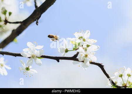 Biene über Kirsch- oder Apple Blossom fliegen an srping Stockfoto