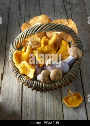 Frisch gepflückte Pfifferlinge, Igel Pilze und Pied Bleu Pilze im Korb Stockfoto