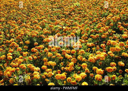 Ringelblumen. Ringelblumen auf der Wiese in der Sonne. Gelbe Ringelblumen im Garten. Nahaufnahme Blume. Gelb und orange Ringelblumen Stockfoto