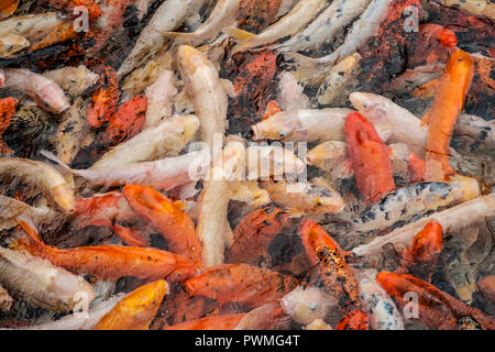 Golden koi Teich - bunte Fische im Wasser Stockfoto