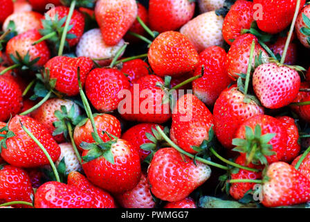 Hintergrund aus erntefrischen Erdbeeren direkt über Stockfoto