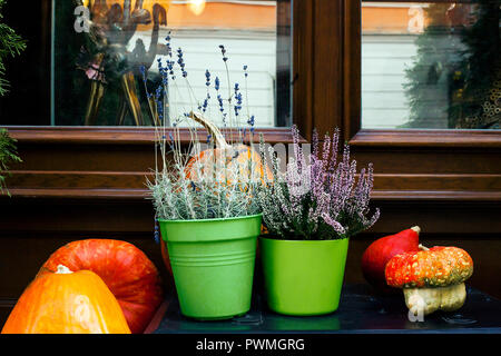 Herbst noch Leben mit Kürbissen, rosa Heidekraut und Lavendel Blumen in Töpfe. Dekoration in der Nähe von Haus für Thanksgiving Day. Halloween Konzept auf Wind Stockfoto