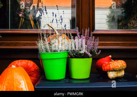 Herbst noch Leben mit Kürbissen, rosa Heidekraut und Lavendel Blumen in Töpfe. Dekoration in der Nähe von Haus für Thanksgiving Day. Halloween Konzept auf Wind Stockfoto