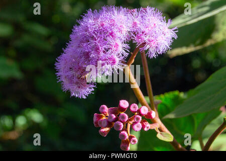 Aus der Nähe zu sehen. eine schönen Lila Blume Was ist offene Blüten auf der einen Seite und die Knospen, die dabei sind, auf der anderen Seite zu öffnen. Stockfoto