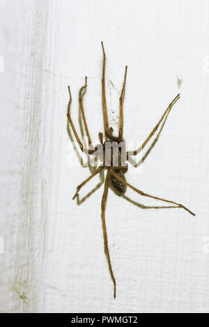 Eine große, behaarte, gelbe Spinne in der peruanischen ...