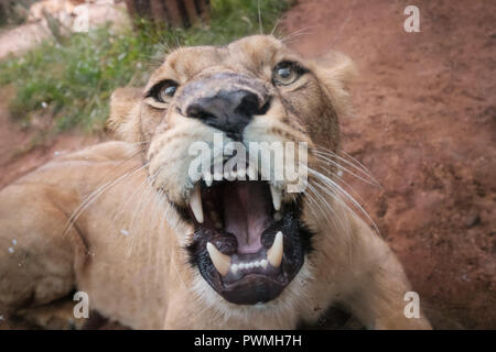 Löwin Zähne, in die Kamera zu schauen - Stockfoto