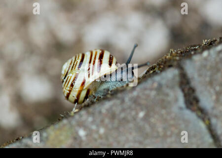 Weiß Lippig gebändert Schnecke auf die Kante einer Wand in einem Garten Stockfoto