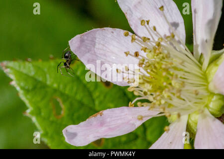 Kleine schwarze Spinne hängen an den Rand eines Kalifornien Black Blume Blütenblatt mit unscharfen Hintergrund Stockfoto