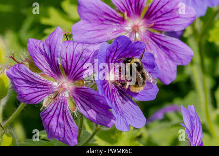 Bumble Bee sammeln Nektar auf lila Geranium Blume in einem Garten Stockfoto