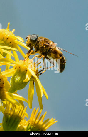 Nahaufnahme eines schwarzen und gelben Hoverfly Fütterung auf Nektar auf gelben Blumen im Garten Stockfoto