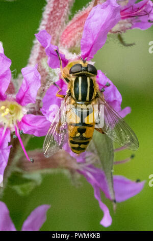 Nahaufnahme eines schwarzen und gelben Hoverfly Fütterung auf Nektar auf lila Blumen im Garten Stockfoto