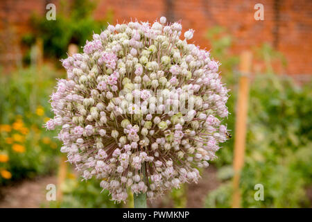 Nahaufnahme eines Lila vielen blühenden Knoblauch oder Allium ampeloprasum in einem Garten Stockfoto