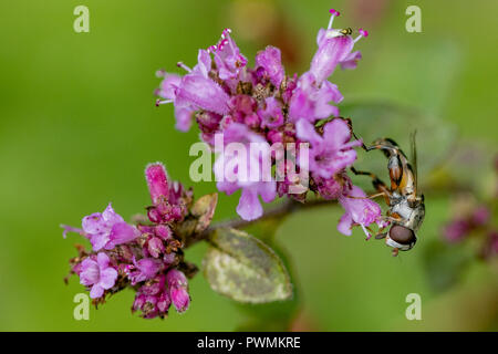 Nahaufnahme eines Hoverfly sammeln Nektar aus einer violetten Blüten, ähnlich einem Neputa Nuda mit einer unscharfen Garten Hintergrund. Stockfoto