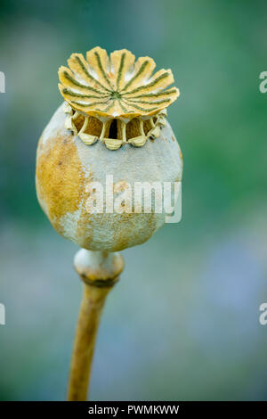 Nahaufnahme eines Poppy Kopf oder Mohn Kapsel mit einem unscharfen Hintergrund im Garten. Stockfoto