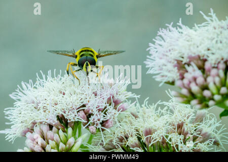 Nahaufnahme eines schwarzen und gelben Hoverfly Fütterung auf Nektar auf weißen Blumen im Garten Stockfoto