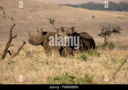 Zwei Spitzmaulnashorn Diceros bicornis bei Lewa Wildlife Conservancy Kenia ein wichtiges Schutzgebiet, das aufgebaut hat den vom Aussterben bedroht Stockfoto