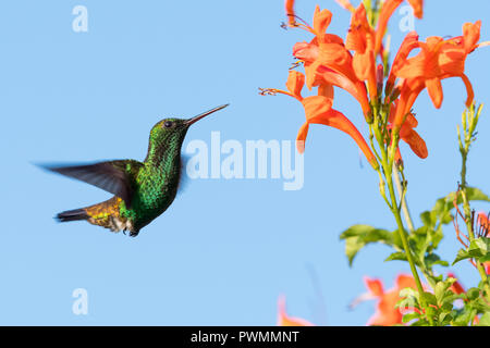 Der kupfergesalzende Kolibri Amazilia Tobaci, der sich von einer orangefarbenen Honigsuckle-Blume ernährt, isoliert sich gegen den blauen Himmel. Stockfoto