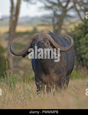 Closeup afrikanischen Büffel Syncerus caffer Lewa Wildlife Conservancy Kenia Stockfoto