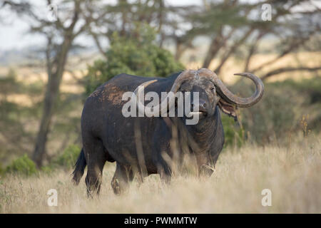 Closeup afrikanischen Büffel Syncerus caffer Lewa Wildlife Conservancy Kenia Stockfoto