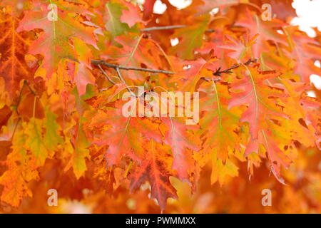 Rotes Herbstlaub in Park Stockfoto