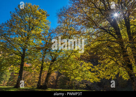 Frankreich, Pyrenees Atlantiques, Baskenland, Iraty Buche Wald im Herbst Stockfoto
