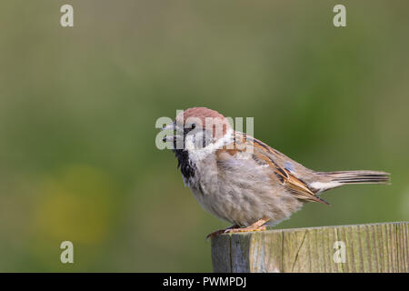 Nahe, Seitenansicht des wilden, britischen Baumes (Passer montanus) isoliert im Freien, auf Holzpfosten in der Sommersonne, Schnabel offen. Stockfoto