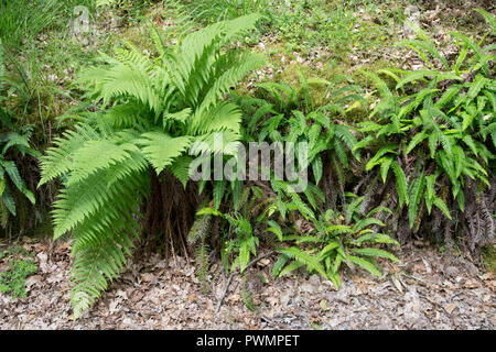 Männlicher farn Dryopteris filix-mas und harte Farn Blechnum spicant wächst Seite an Seite in Woodland Dumfries, Schottland Stockfoto