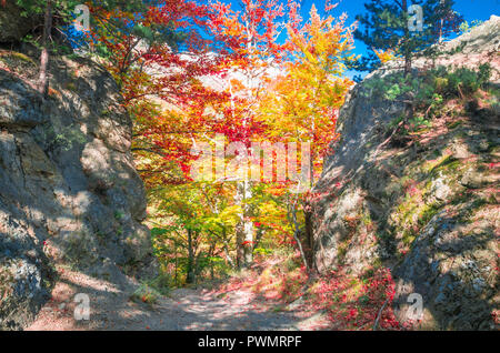 Herbst in Cozia, Karpaten, Rumänien. Lebendige Herbstfarben im Wald. Landschaft der Natur mit Sonnenlicht durch Zweige von Bäumen. Bunte Autu Stockfoto