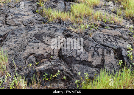 Petroglyphen von Pu'uloa (Long Hill) entlang der Kette der Krater Road, im Volcano National Park auf der Insel Hawaii. Die Zeichnungen sind 400-700 Jahre Stockfoto