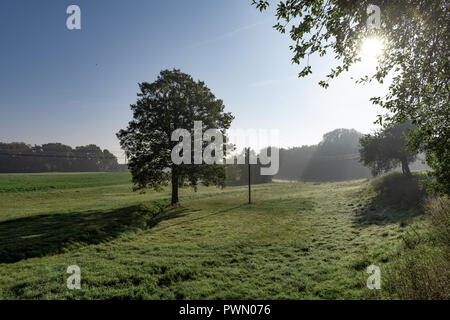 Eine friedliche kühlen Morgen Szene mit einem Baum, auf einer Wiese. Stockfoto