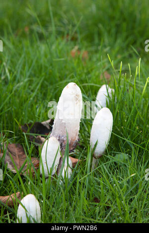 Coprinus comatus - Shaggy inkcap Pilz wächst im Grünland. Auch als Anwälte Perücke bekannt. Stockfoto