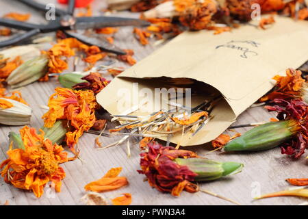 Tagetes, Speichern ringelblume Blumen Samen in ein Kuvert, Herbst, Großbritannien Stockfoto