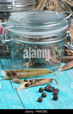 Lathyrus Odoratus. Getrocknete Sweet pea seedheads gespeichert in luftdichten Glas Glas für zukünftige Einpflanzen bereit, Großbritannien Stockfoto