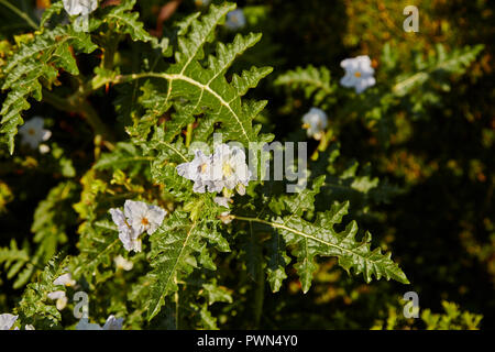 Solanum sisymbriifolium, allgemein bekannt als Sticky niteshade, litschi Tomate, Feuer und Eis, Details von Pflanzen und Blumen Stockfoto