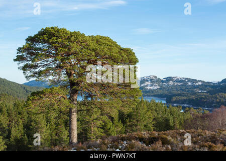 Scots Pine Tree im Glen Affric, Hochland, Schottland, Großbritannien Stockfoto