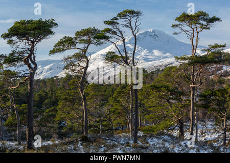 Sgurr na Lapaich durch schottische Kiefern im Glen Affric, Highland, Schottland gesehen Stockfoto