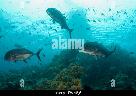 Giant Trevally, Caranx ignobilis, Boo Boo Windows Tauchplatz, Insel, Misool, Raja Ampat, West Papua, Indonesien Stockfoto